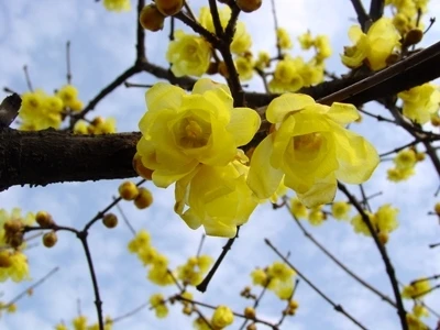 

20pcs Wintersweet Chimonanthus Fragrans praecox Deciduous Shrub Bonsai Tree Home Garden DIY Plant Hardy plants