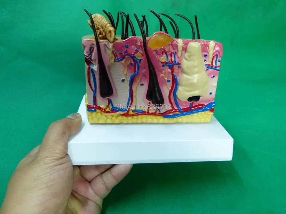 TB2Fg8vbkfb_uJkHFNRXXc3vpXa_!!628177005