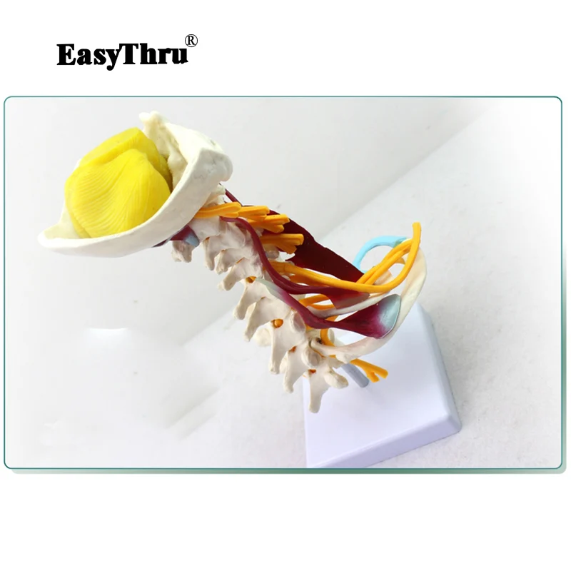 

Medical Human Cervical Vertebra Model Cervical Muscle Neurological Model Human Specimen Recommended By Orthopedic Surgeon