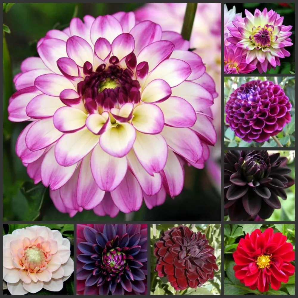 

100pcs 100% Fresh Real Dahlia Semillas - Bonsai Flower Plant sementes ( Da-li-hua ) 24kinds