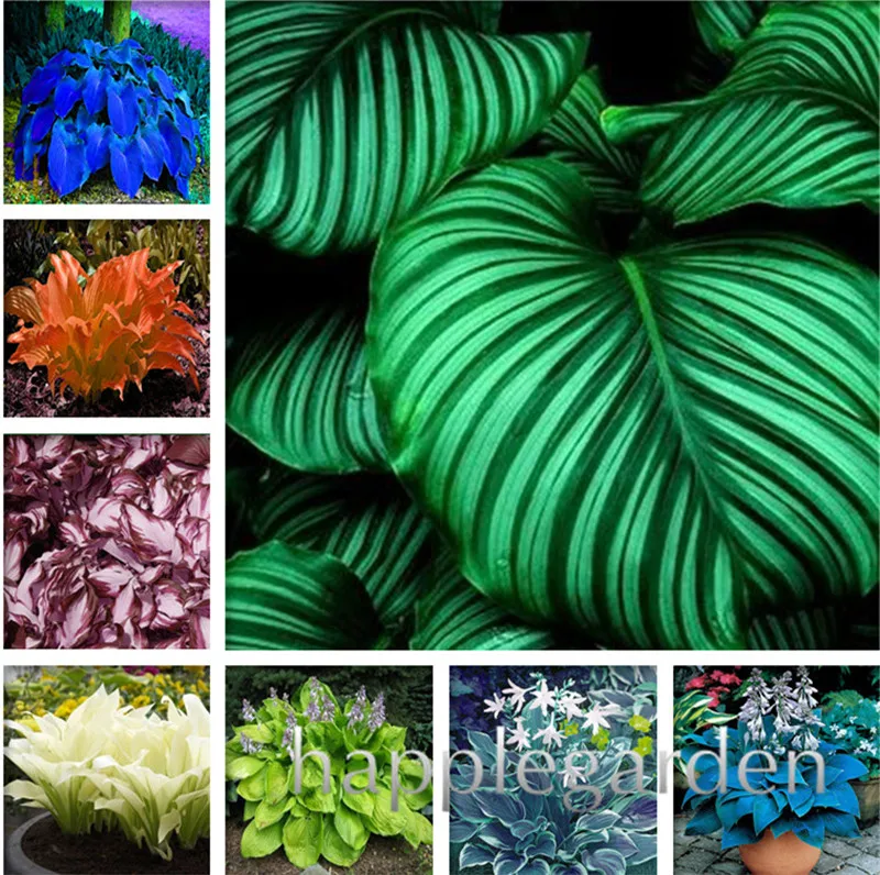 

100 pcs/bag Coloful Hosta Plants Perennials Lily Flower Full Shade Hosta Flower, Grass bonsai,Ornamental Plants for Home Garden