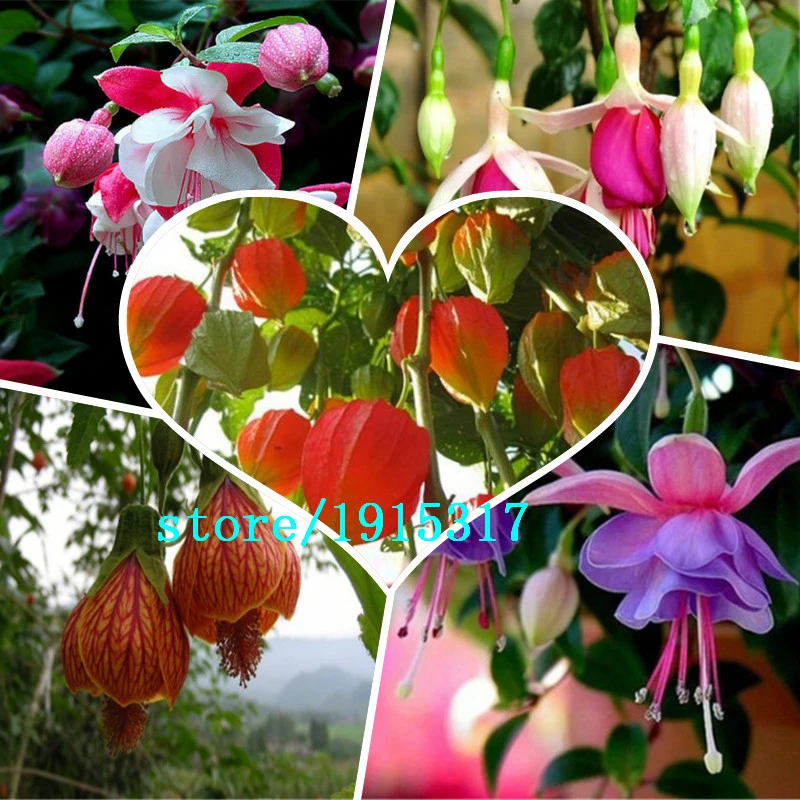 Fuchsias種子 鉢植えの花 Diy花を植える ベルフラワー ベゴニアランタン 混合色100個 Bag Flower Laptop Bag Bag Flowerflower Paper Bag Aliexpress
