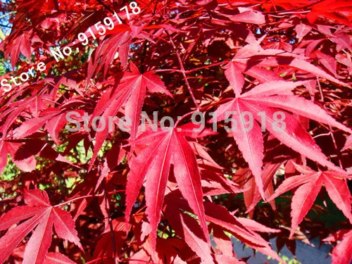 japanese red maple planting instructions japanese red maple planting instructions