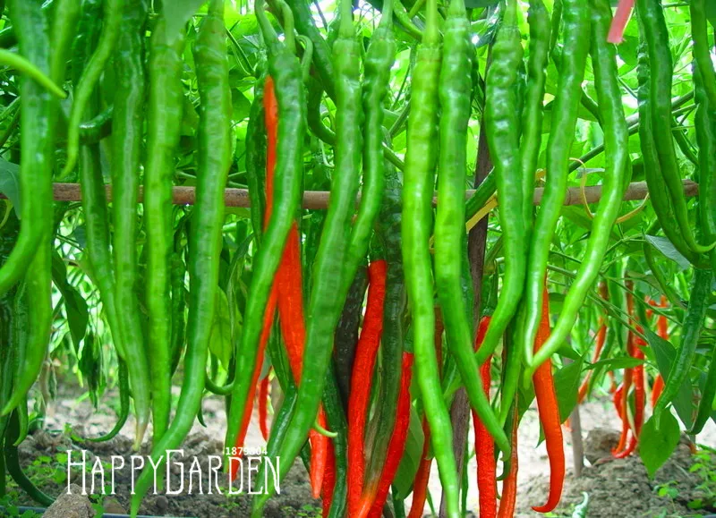 100 plantas/много длинный красный перец чили Бонсай здоровый органический растительный Флорес, садовый растительный перец в горшках,# I8IDXD