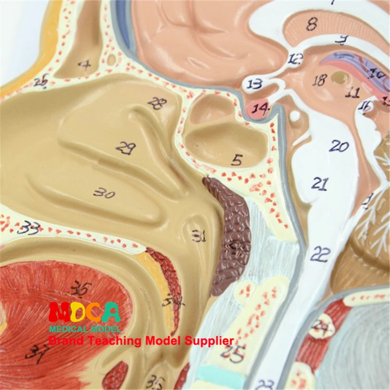 Нейрологическая медицина обучение головы человека вертикальные модель с секциями MSJXT002