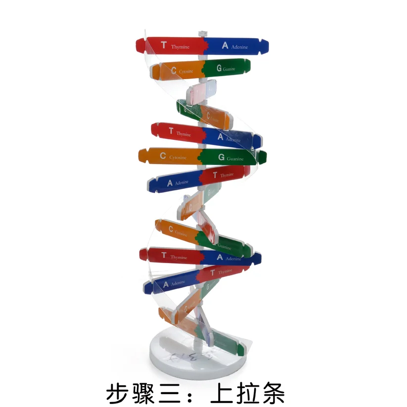  Technology Diy Human Gene DNA Double Helix Model Science Biological Science Experimental Equipment  - 33029254475