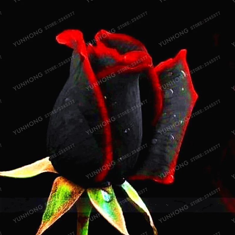 100 Pcs Rare Rose Bonsai Black Rose Flower With Red Edge Rare Rose Flowers Bonsai For Garden Bonsai Planting 100 Pcs Rare Rose Bonsai Black Rose Flower With Red Edge Rare Rose Flowers Bonsai For Garden Bonsai Planting