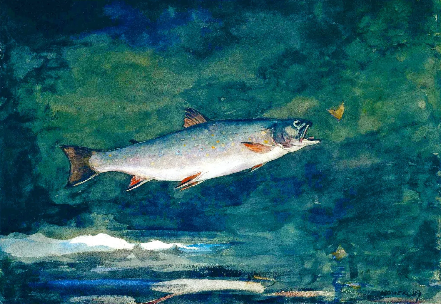 Самый большой форель. Пейзаж с рыбой. Форель кумжа. Фрэнк форель. Кумжа рисунок.