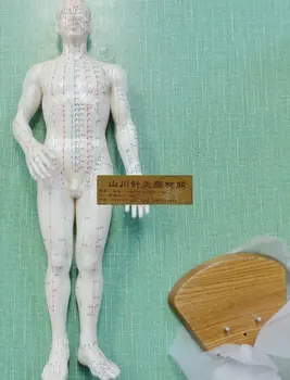 

Meridian through the human body acupuncture acupoint model meridian model male