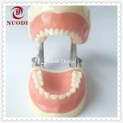 Детские зубы модель 24 шт./зубные TrainingTeeth модель/стоматологическая лаборатория KidsTeeth модель/Стандартный ребенку Зубы Модель мягкой резинка
