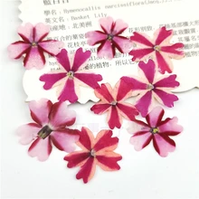 12 шт. натуральный прессованный высушенный Цветы Мини Вербена для DIY Скрапбукинг автомобиля изготовление DIY Ювелирные изделия ремесла 1-1,5 см