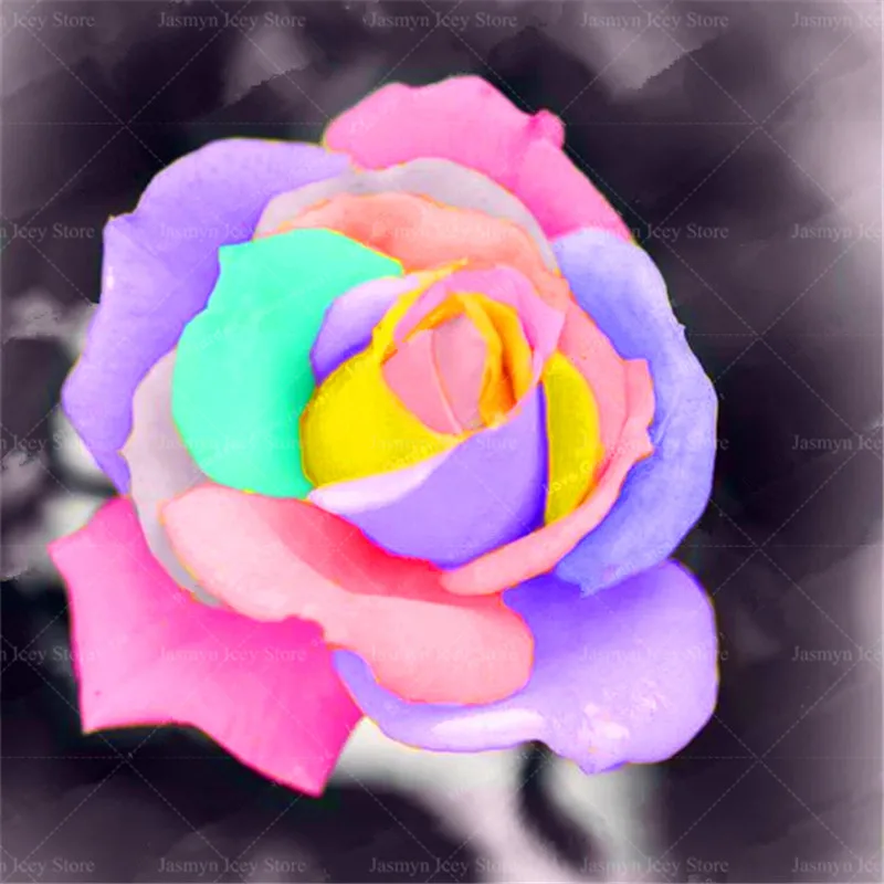 200 Pcs/Lot Rose Flower Bonsai Plants 24 Kinds of Color Europe Rose Tree Potted Planting for Home Garden Decoration 200 Pcs/Lot Rose Flower Bonsai Plants 24 Kinds of Color Europe Rose Tree Potted Planting for Home Garden Decoration