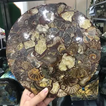 

Big size 25cm Ammonite Fossil Disc Madagascar wholesale ammonite shell fossil specimen Fengshui