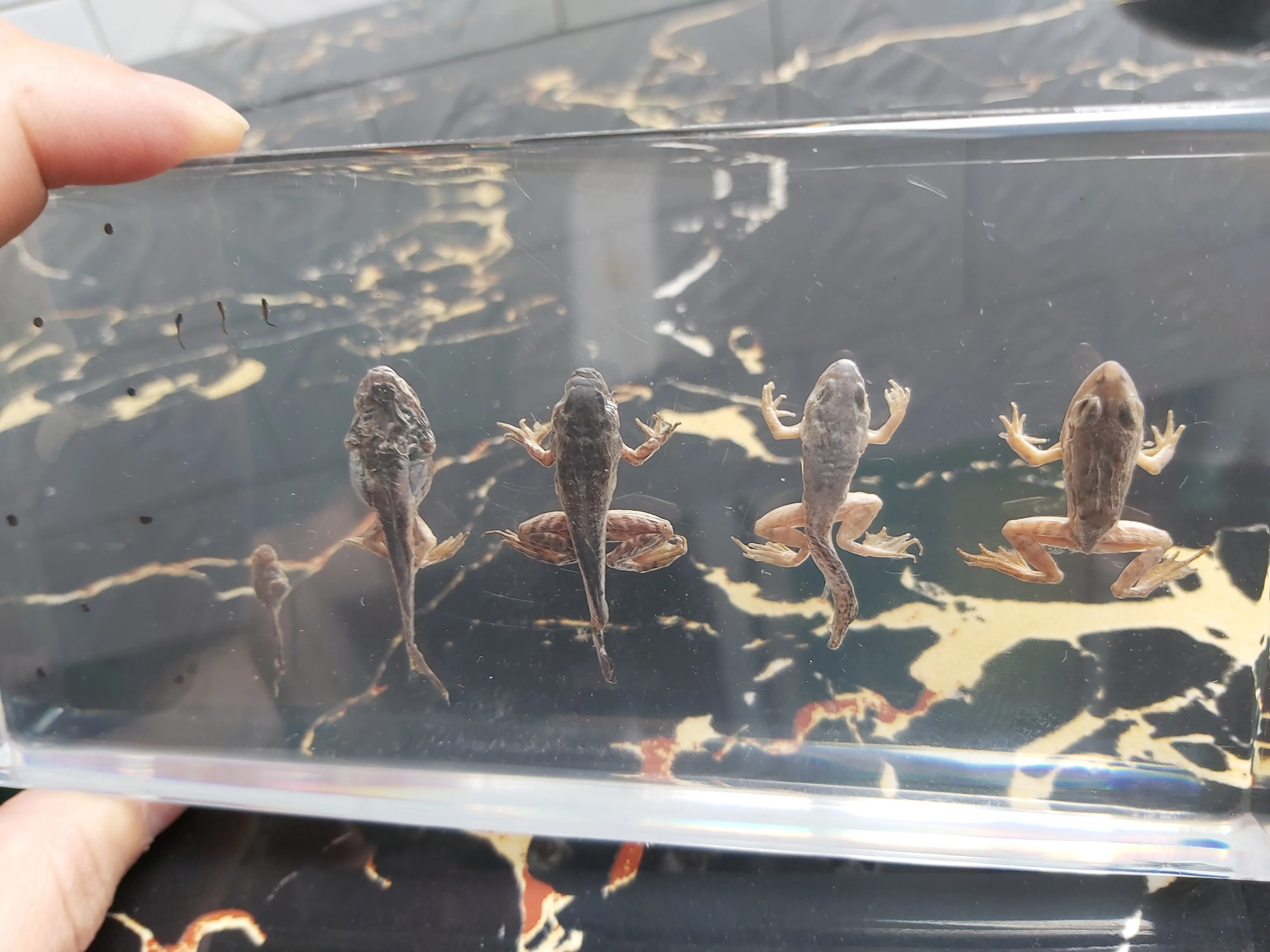 

Real Frog taxidermy skeleton Bone frog Growth History Intermediate Animal Taxidermy wied teaching toys