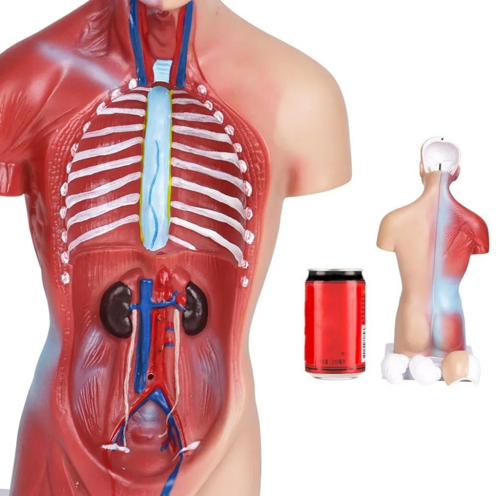 Human Torso Model 28cm Human Internal Organs Human Anatomy Torso Anatomical Model For Medical Science School Learn Easymartz