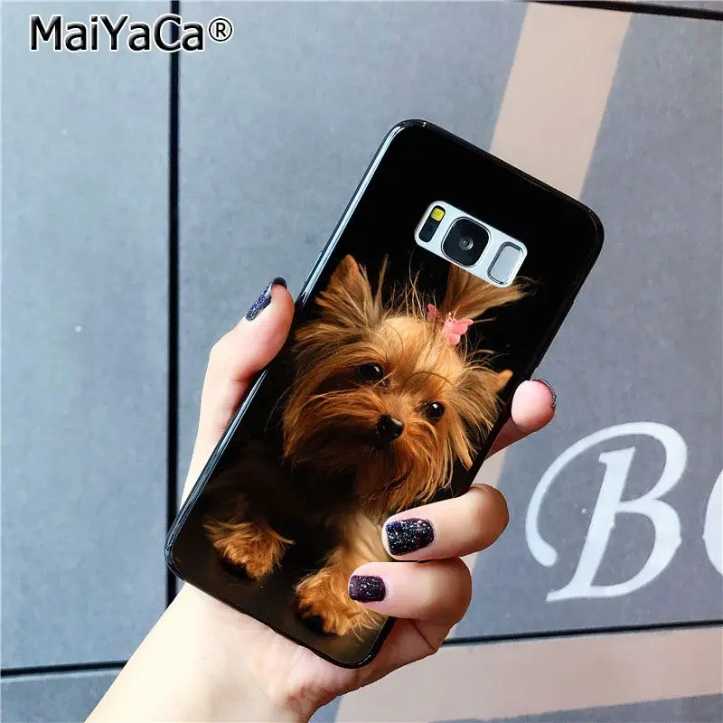 yorkshire terrier dog puppy