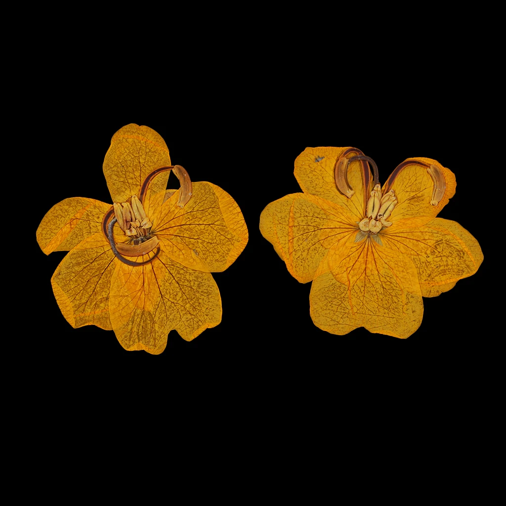 12pcs Epoxy Natural Dried Pressed Flowers Cassiae Phone Case DIY Raw Material Painting Photo Frame Decoration Cassia Dry Flower