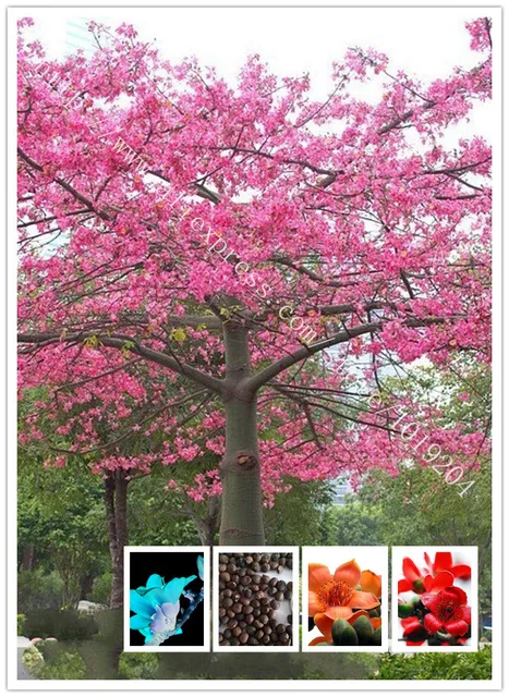 Anziano giardino albero semi. 10 pz bella kapok seme. tutti i tipi ... Tutti i tipi di colori