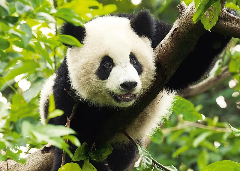 jigsaw-puzzle-500-pieces-giant-panda.11355-1.fs