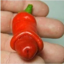 100-Penis-Chilly-Red-Hot-Peter-Pepper-seeds-chilly-seed-novelty-funny-peppers-Bonsai-plants-Vegetable.jpg_220x220.jpg