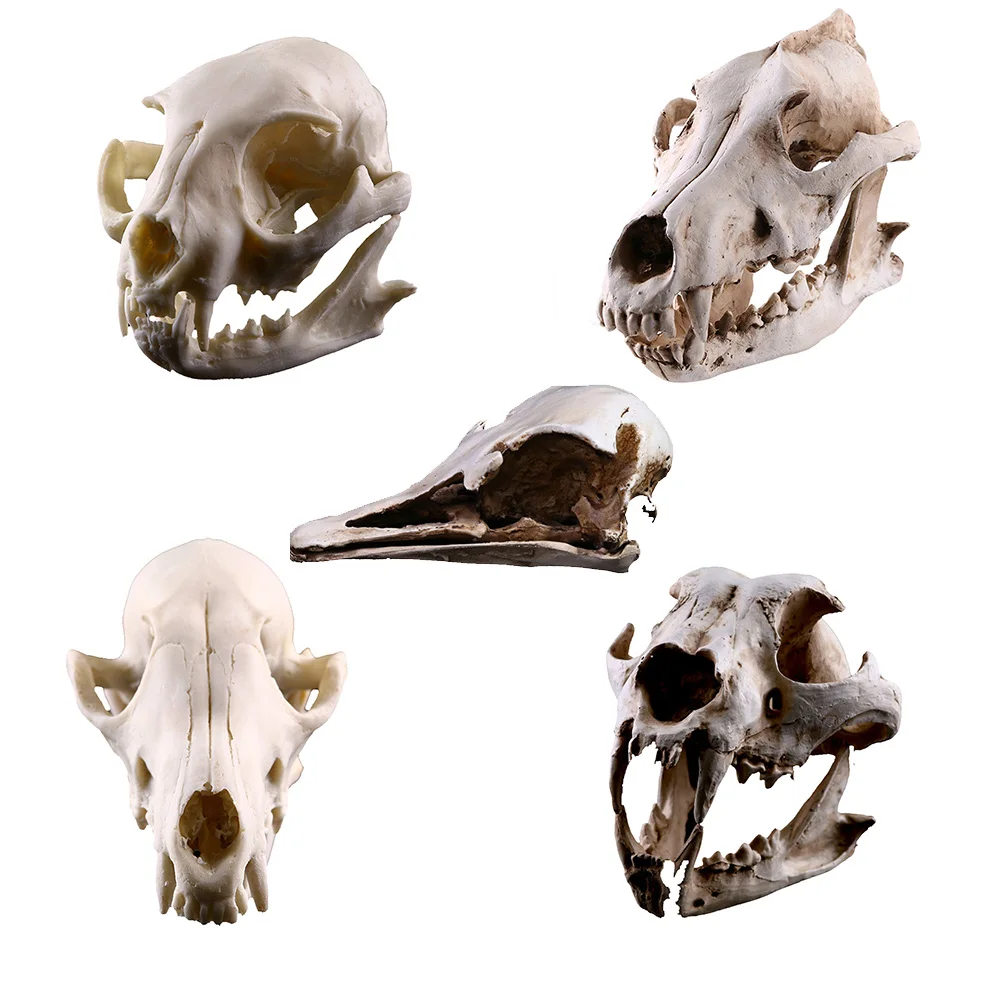  Resin Animal Skull Model Dog Cat Wolf Teaching Skeleton Model Fish Tank Aquarium Ornament Halloween - 33029706150