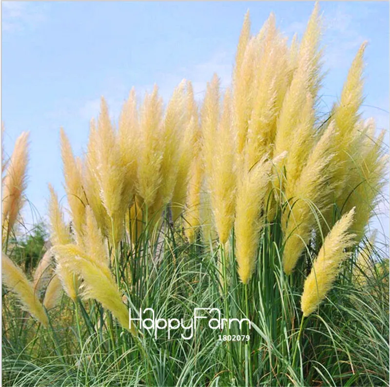 Pampas Grass Seed Patio and Garden Potted Ornamental Cortaderia Grass Seed100Pcs 