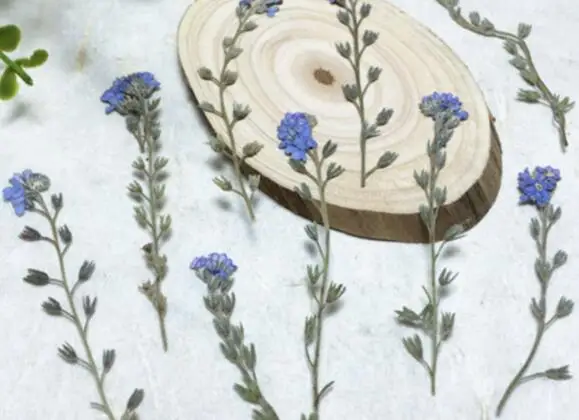

Forget-me-not Flowers Pressed Dried Flowers for Art Craft candle Making