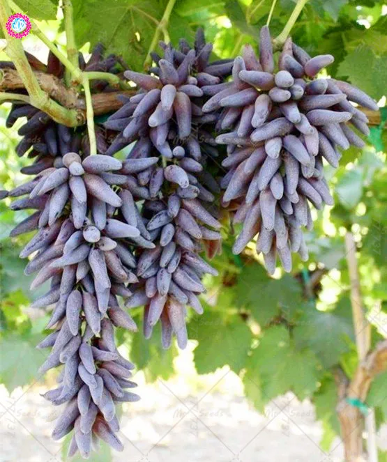 

10PCS Rare Black Finger Grape Heirloom Organic Fruit Bonsai Plant Natural Growth Grape Tree Climbing Plants Perennial Garden