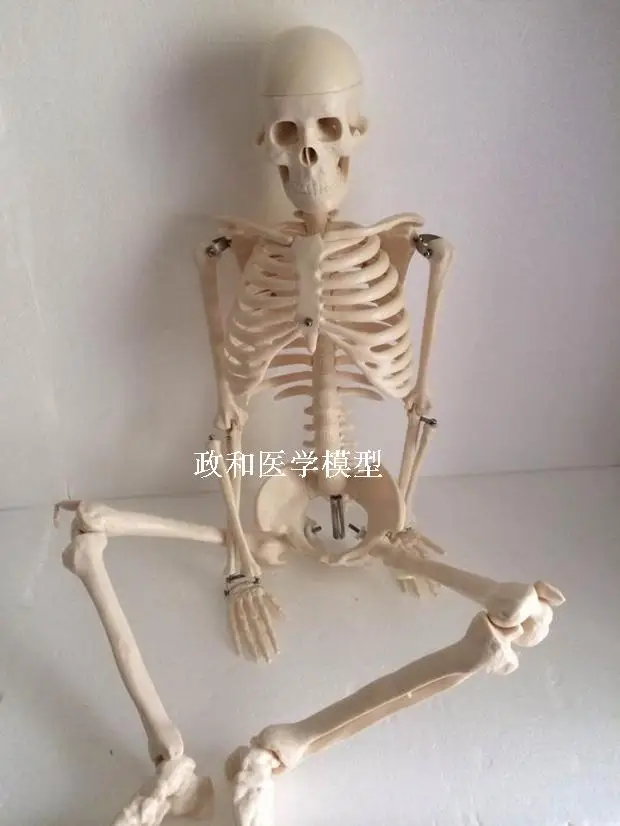 

85cm Skeleton Model with Stand Art Sketch Medical Education Human Skeletal Model Skull Spine Joint Model