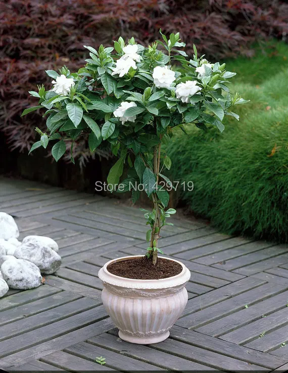 Online Buy Wholesale jasmine plant from China jasmine plant Wholesalers