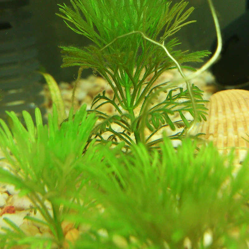 

1000 pieces Indispensable Aquarium Plants Many Aquatic Animals are Shelter and Shelter Plants Bonsai Supply of Oxygen