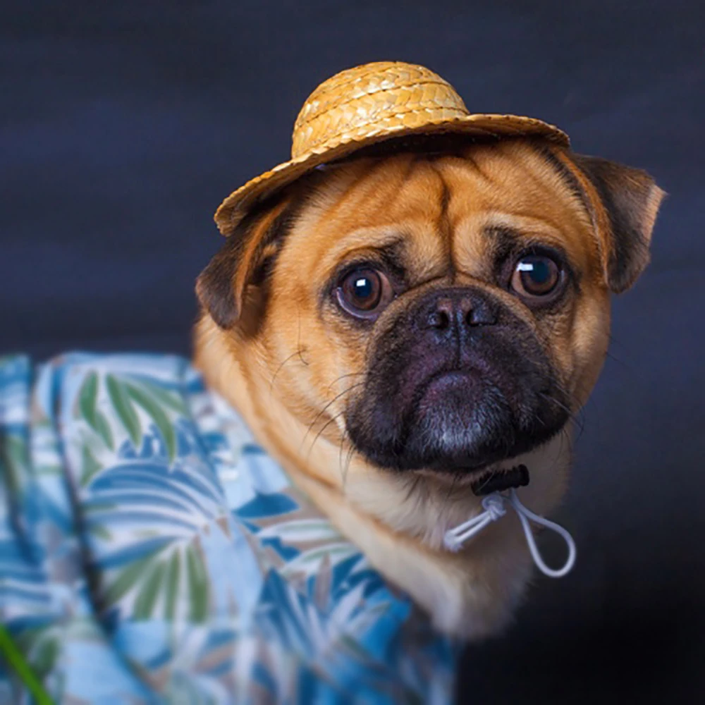 Pugs straw hats Outlet
