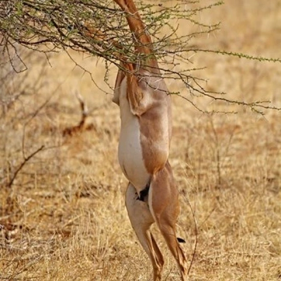 Gerenuk antelope  Samburu Game Reserve  Kenya Poster Print by Adam Jones (23 x 35)