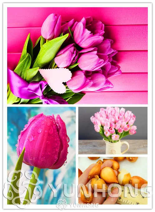 

5 Particles Rare Pink Tulips Flowers Bonsai Tulip Bonsai Flower Plants Beautiful Aromatic Plants It is Bulb (Not Tulip Bonsai