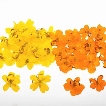 

120pcs Dried Pressed Yellow/Orange Cassia Flower Plants Herbarium For Jewelry Postcard Phone Case Bookmark Scarpbooking Making