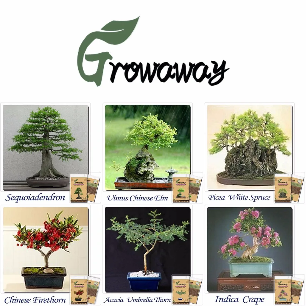 Potted plant seeds 15 kinds of different combinations of bonsai
