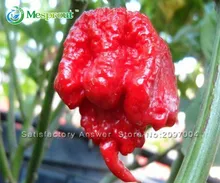 Hot Sale! 100 seeds / pack, Vegetable Pepper Seeds, Carolina Reaper Hot Red Pepper