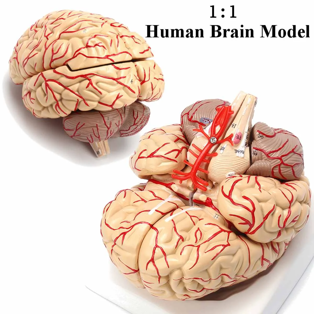 

1:1 Life Size Human Brain Model With Arteries Anatomical Medical Organ Anatomy Model School Educational Medical Science Teaching