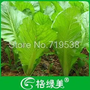 

Charlock vegetable bonsais