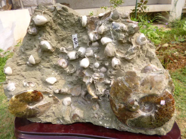 Best Price 52kg(114 lb) Ammonite Shell Fossil Specimen + 6KG Stand Madagascar TCCA050