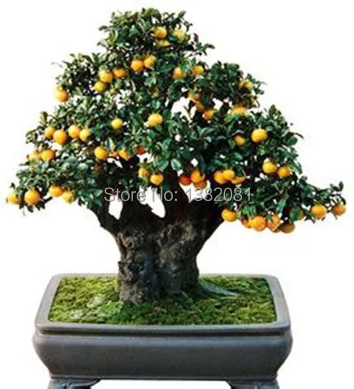 planter un kumquat