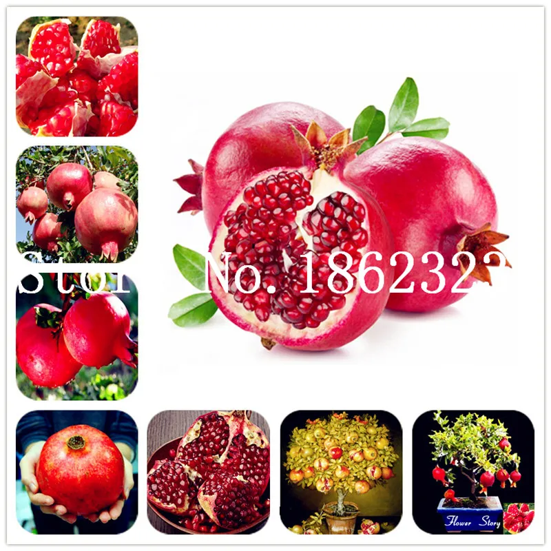 

50pc Bonsai Pomegranate Punica granatum very sweet Delicious fruit outdoor berry Tree for home garden plant the Budding Rate 97%