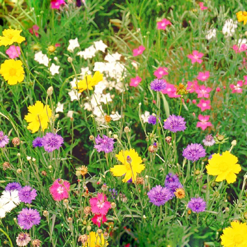 Hot 200 Unidades Aromático Mixto de Flores Silvestres Semillas de