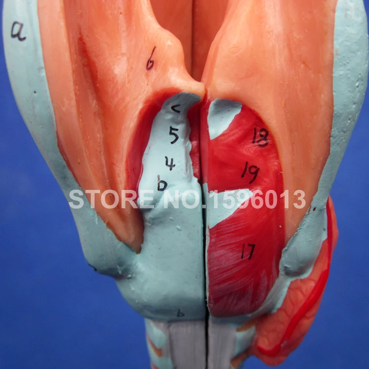 A13006 Larynx,Trachea (8)