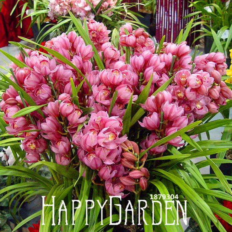 Brussel's bonsai nursery coupon code