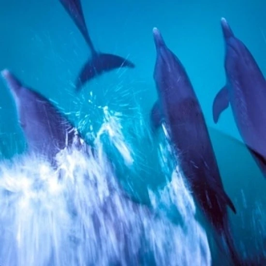 Atlantic Spotted Dolphins standing  Bimini  Bahamas Poster Print by Greg Johnston (12 x 17)