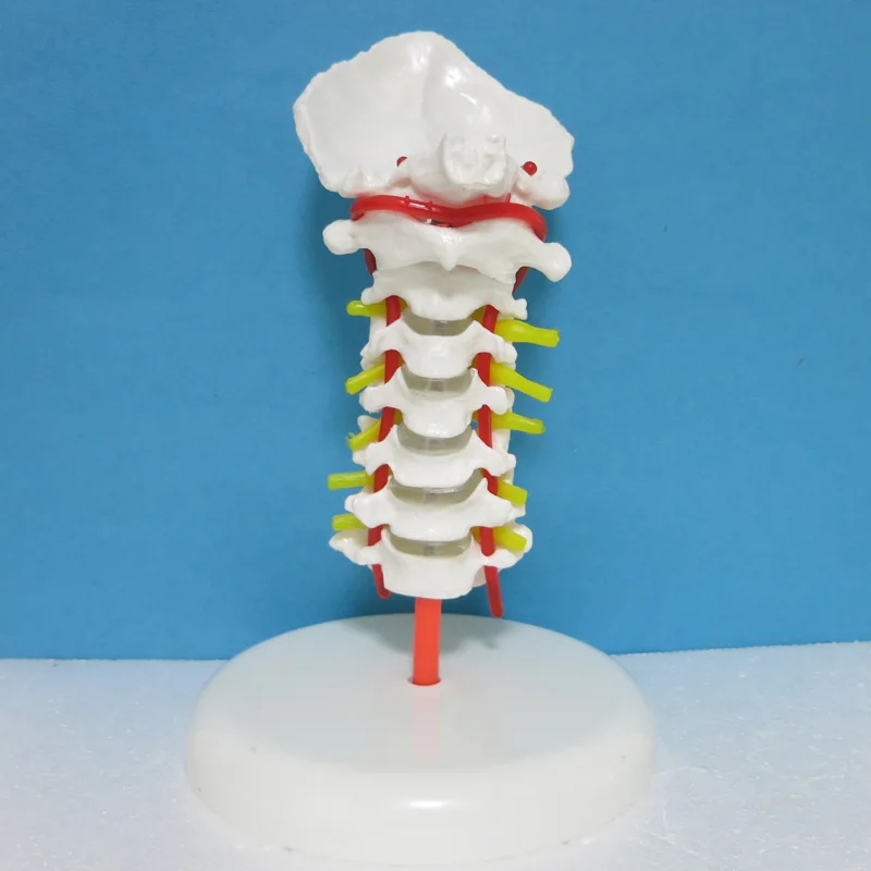 Medicine Human body Cervical spine model anatomical model Special decoration Clinic personalized decorative Figurines