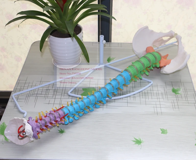 ISO Certification Model Human Spine,Human Spine With Pelvic Model,Color Partition Spine Model