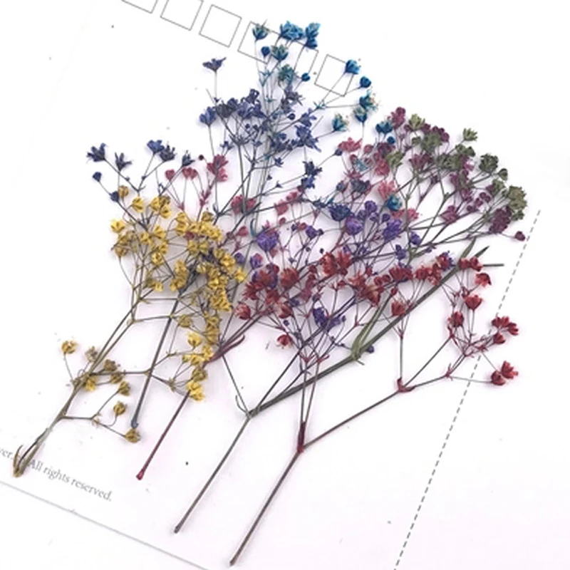 

10pcs/Set Dried Flower Branches Specimen Bookmarks Material DIY Card Pressed Flower Paintings Accessories for Party Decoration