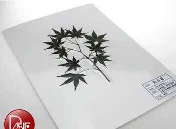 

primary color Plant laminating specimen 50 kinds of plants Ginkgo, eucalyptus, kudzu speicmen science teaching equipment